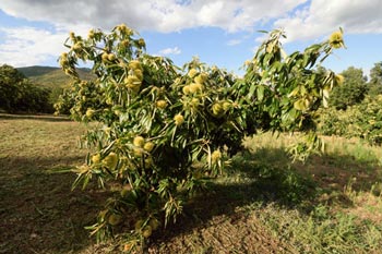 Kastanienbaum, Pentalofos, Kilkis, Nord-Griechenland