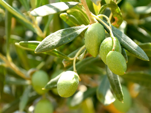 Bio-Oliven aus Griechenland