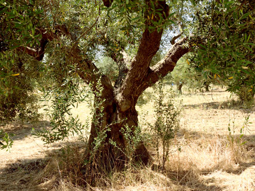 Biologischer Oliven-Anbau
